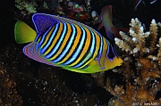 Pygoplites diacanthus ange royal-Safaga Tobia harba-12m-20171121-Denis-ADER-DSC_3303_tn